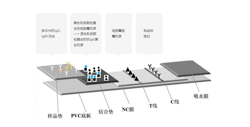 瑞隐速®Rapid detection of cryptococcal antigen  