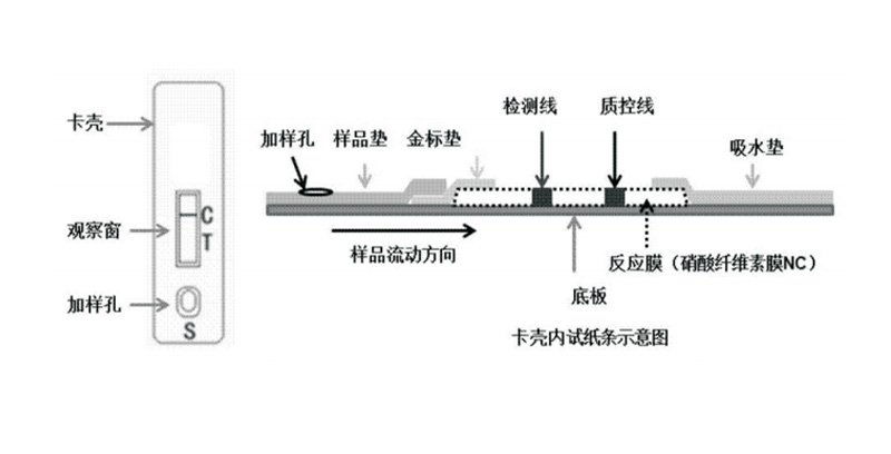 瑞曲速® Rapid detection of Aspergillus antibodies 