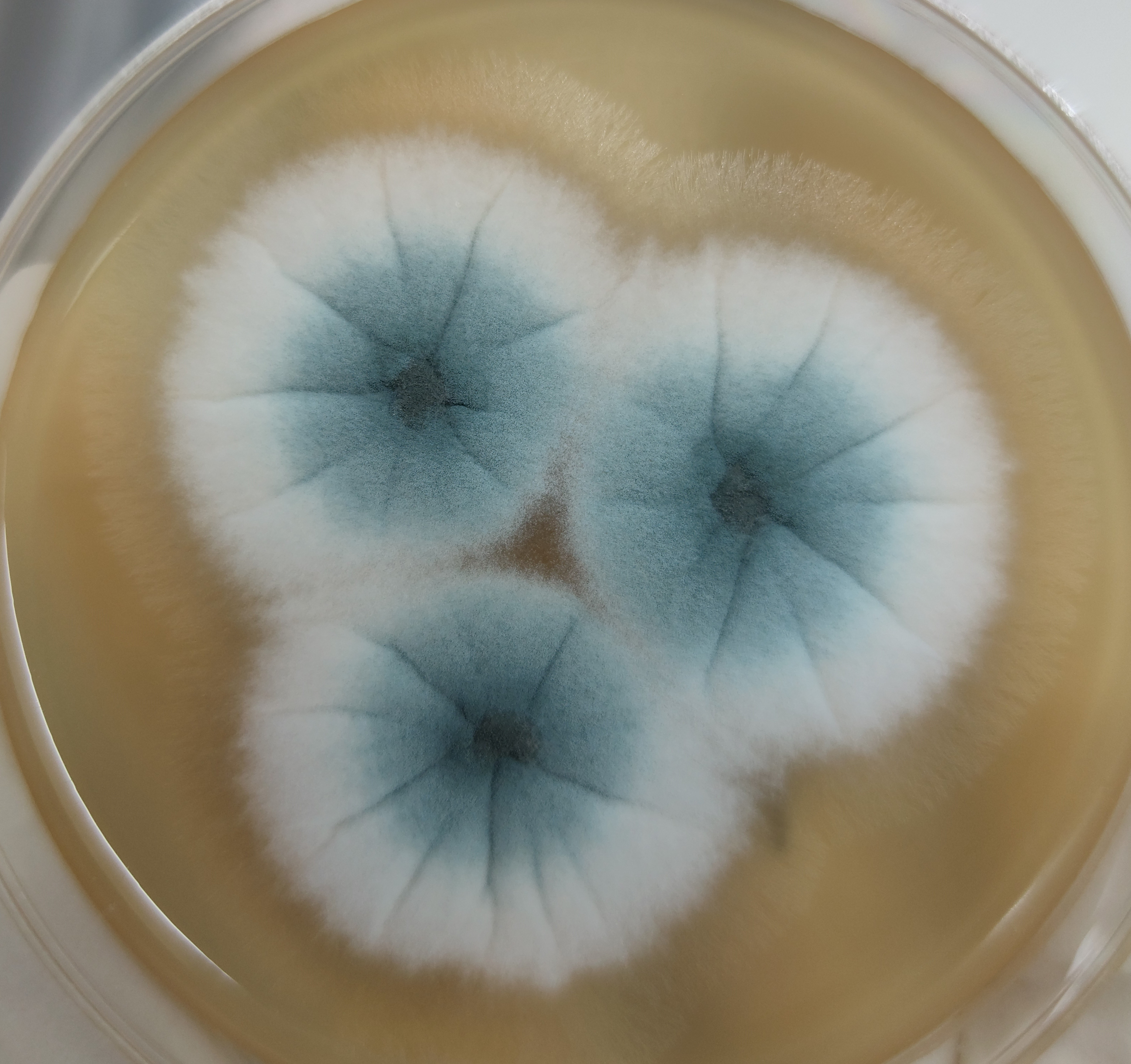 Aspergillus 